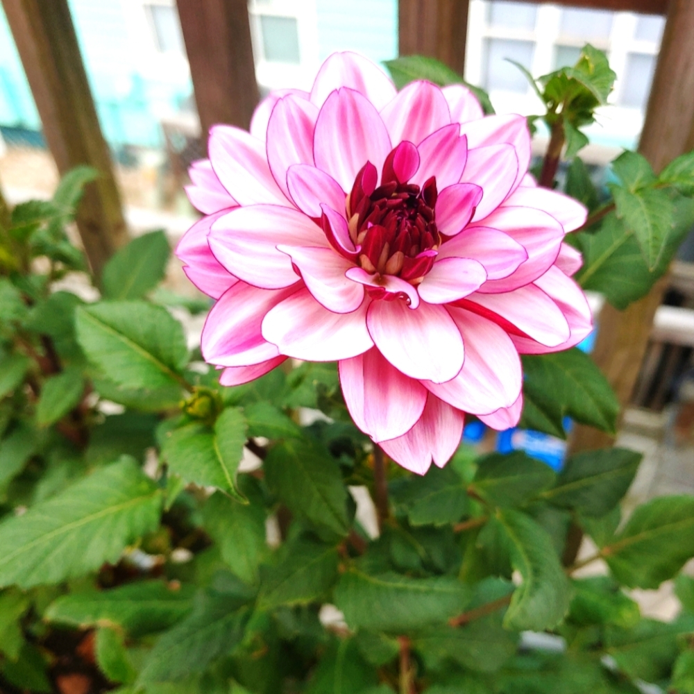 Meet your Posher, Laurel